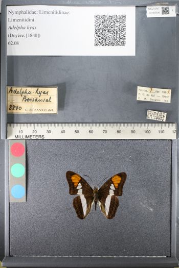 Media type: image;   Entomology 145506